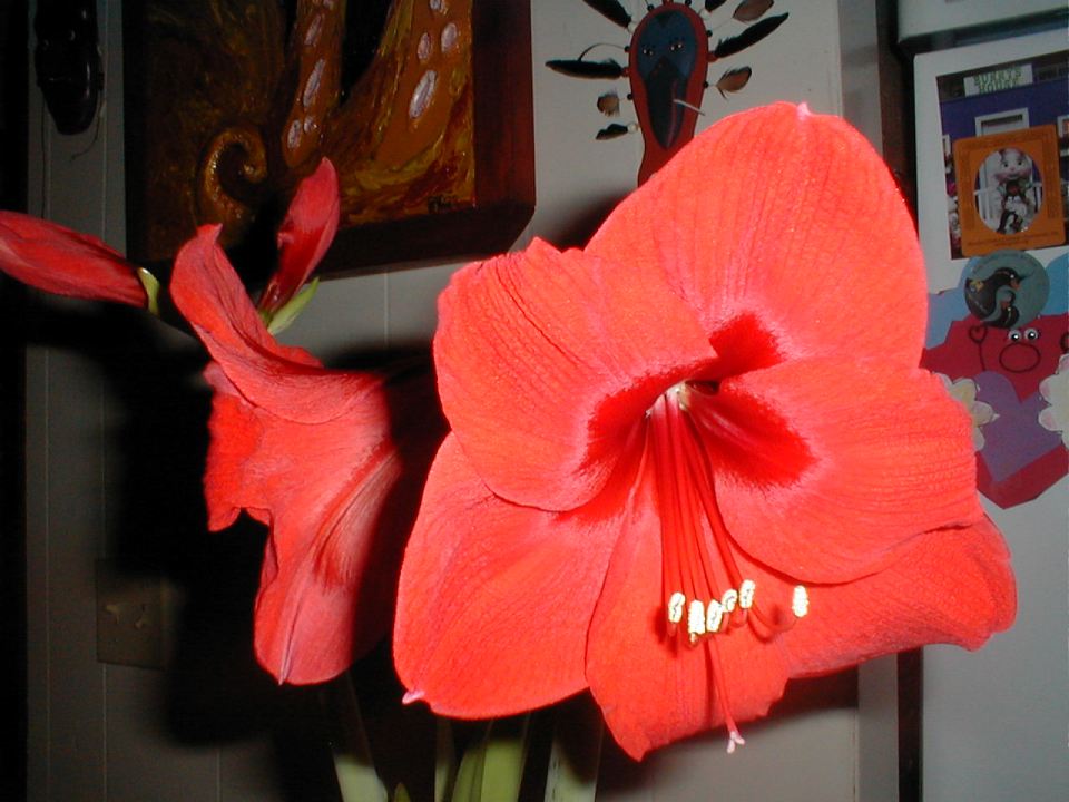 We had fun watching the daily progress. Now aren't we boring!