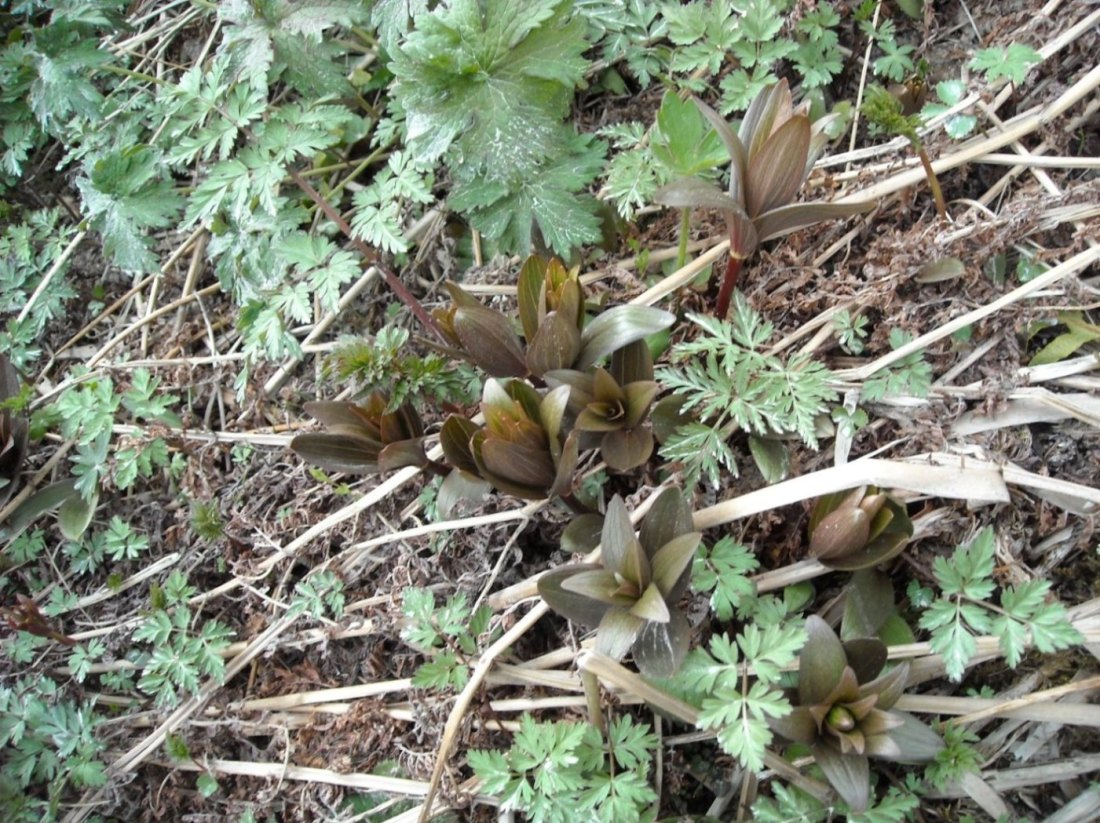 Chocolate Lily, or "stinky flower".