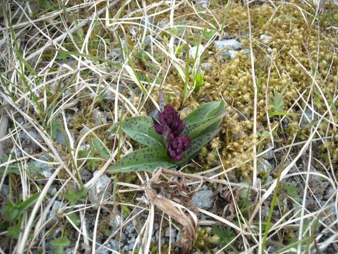 Purple orchid. ( Dactylorhiza aristata.)