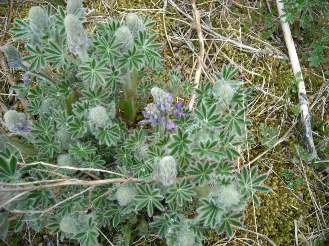 Lupine.