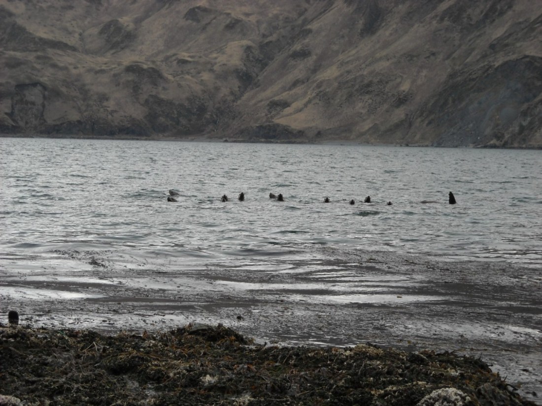 And lots of sea lions!