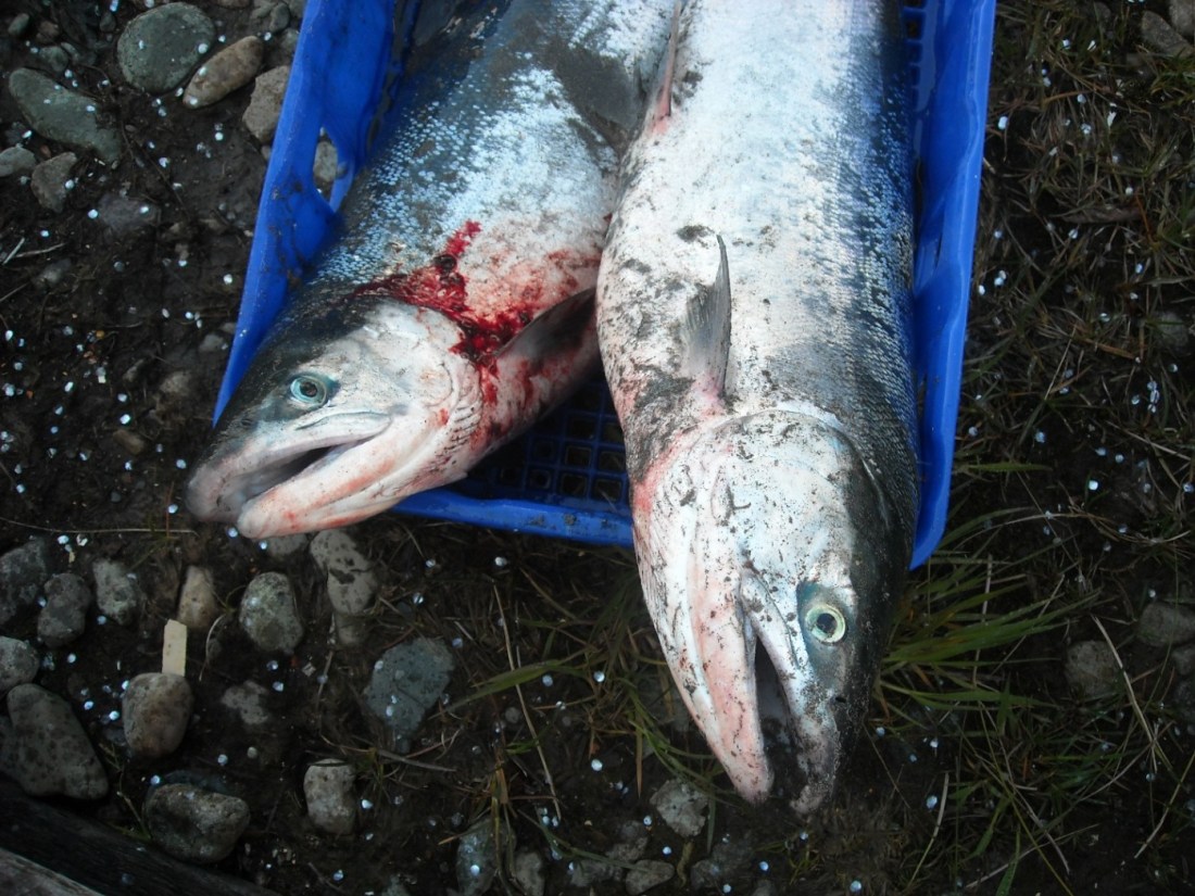 Aanux^ - Red Salmon.