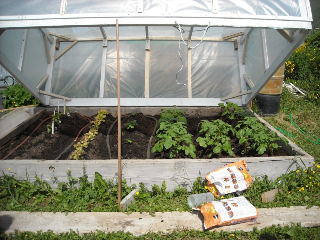 Potato rows, lettuce, green peppers, and carrots.