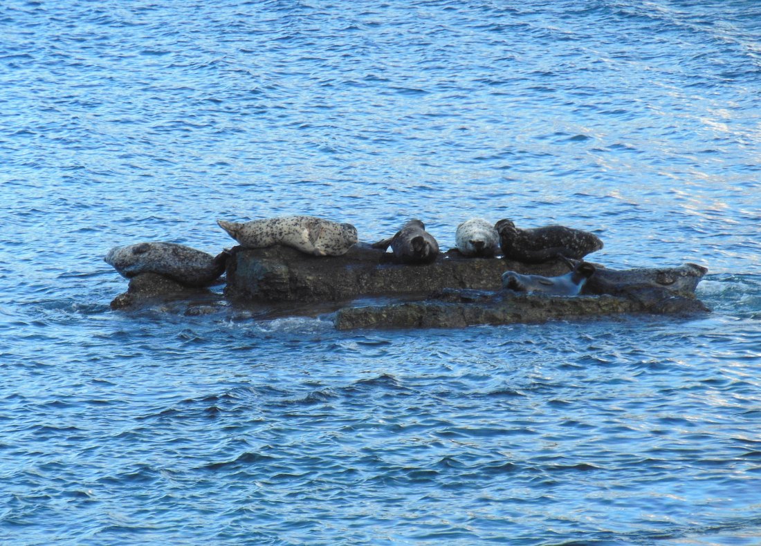 There are actually 8 harbor seals, but one is kind of on the other side of the rock.