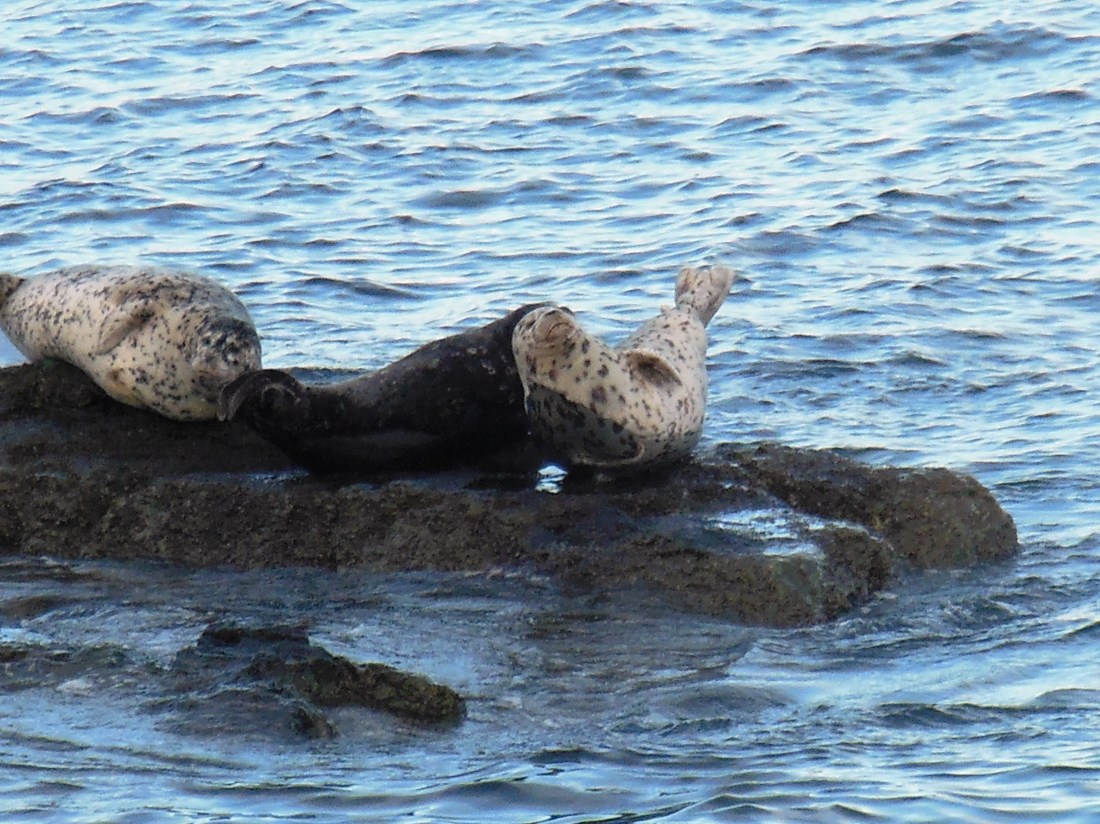 I love how they relax!