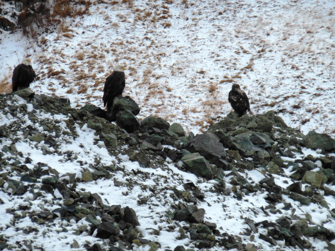 I always wonder how they survive the winter.