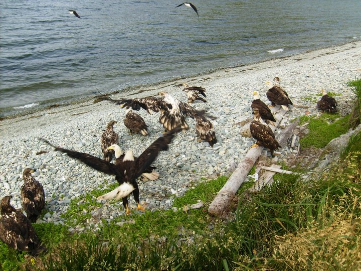 My husband, a reformed commercial fisherman, calls them vultures.