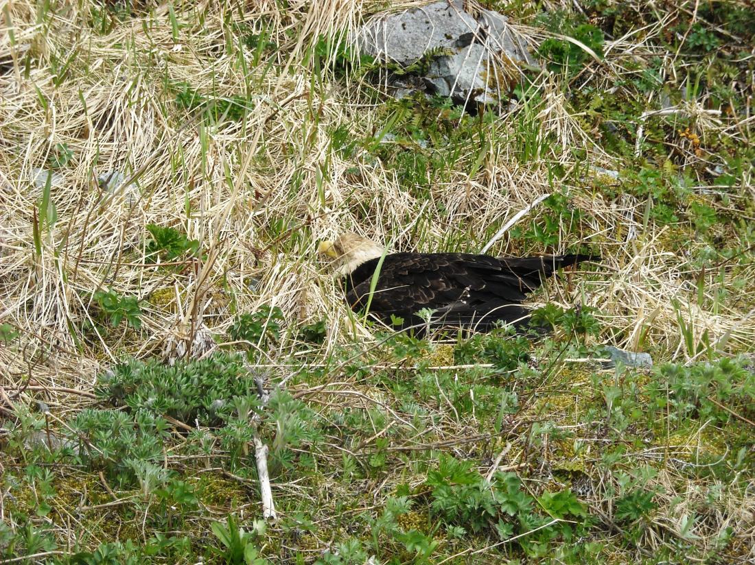This eagle was possibly stunned.  When I returned later, he was gone.