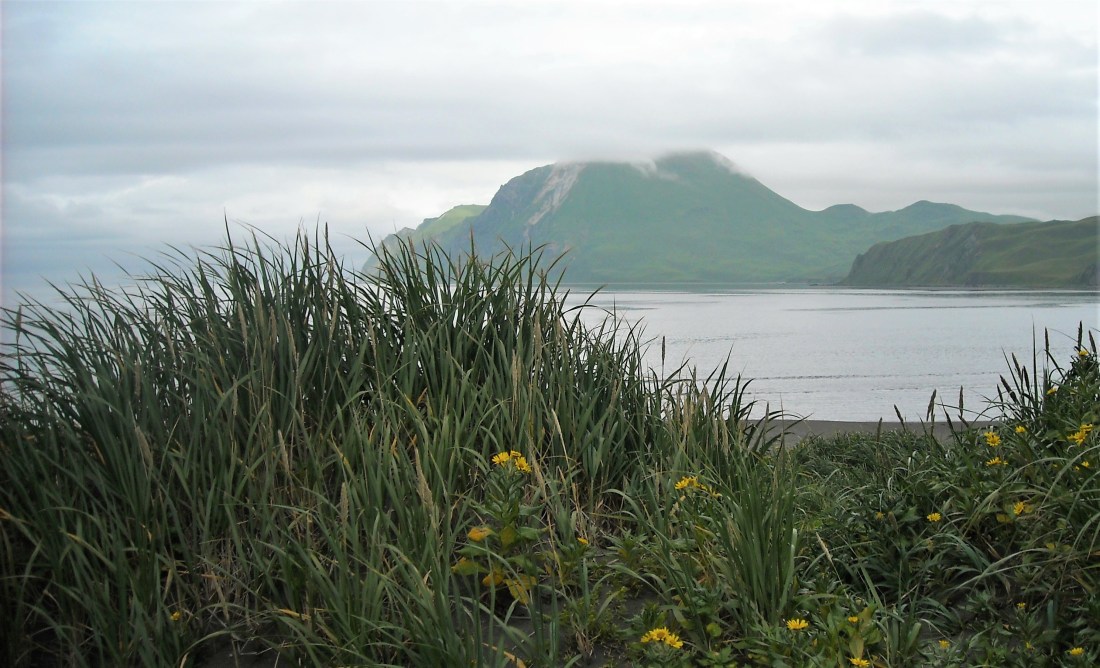 Salmonberries and mushrooms 066 (2)