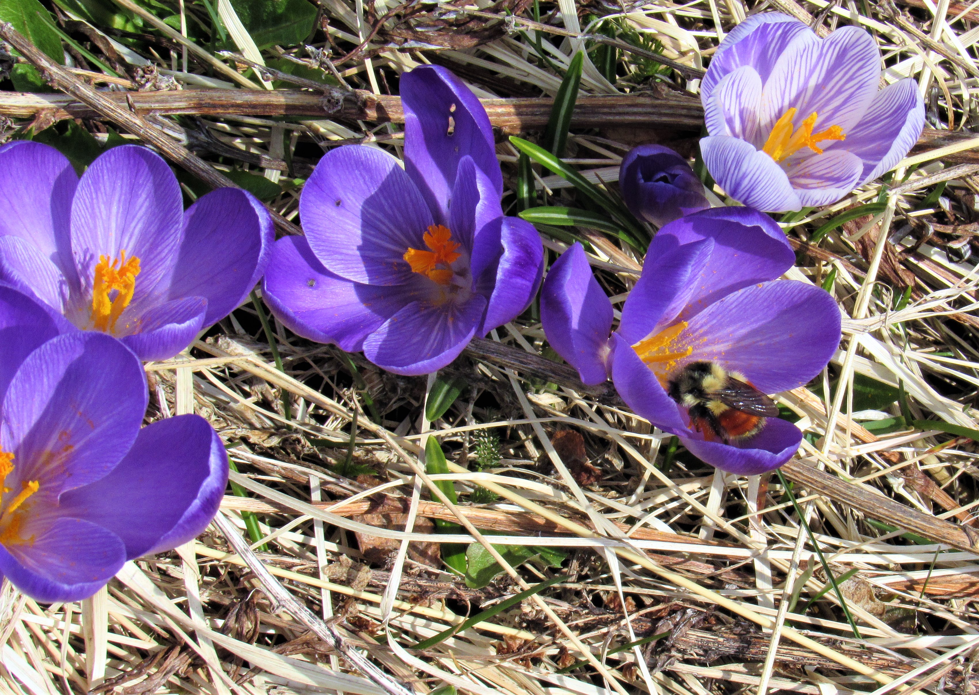 Crocus 2