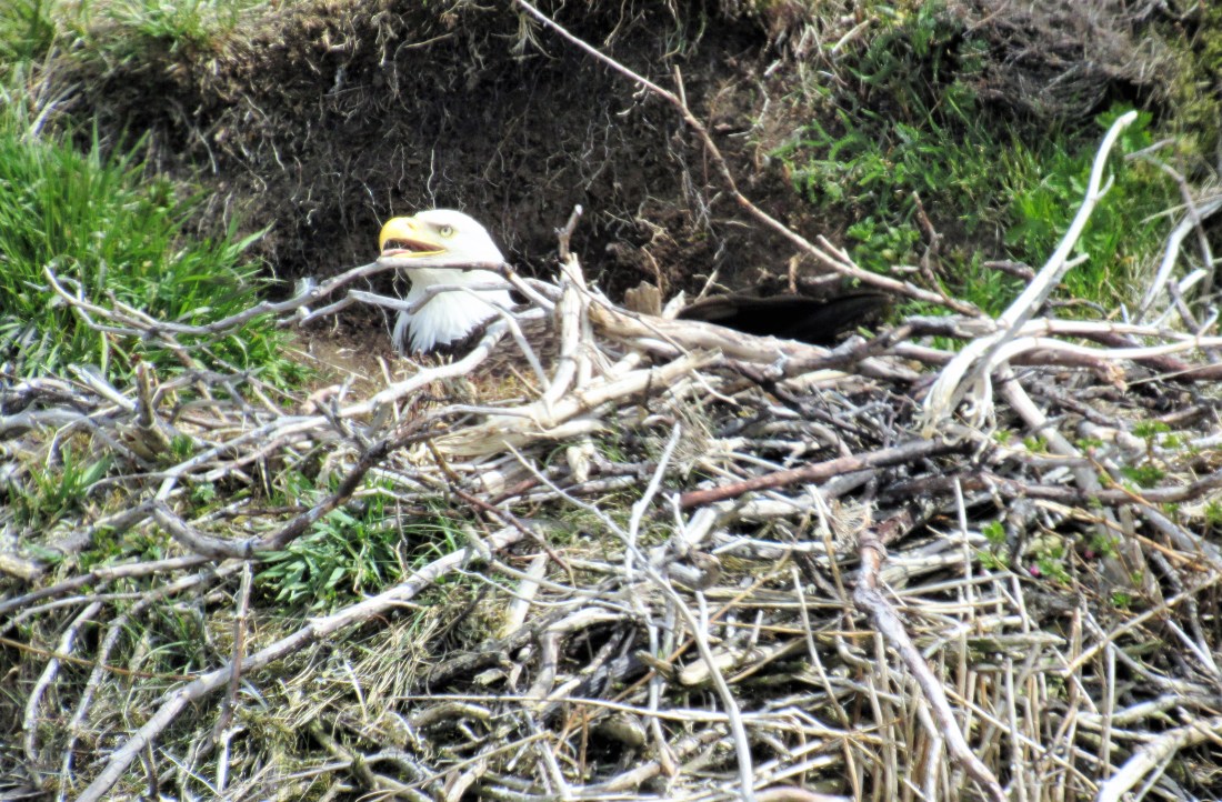 Eagle nest